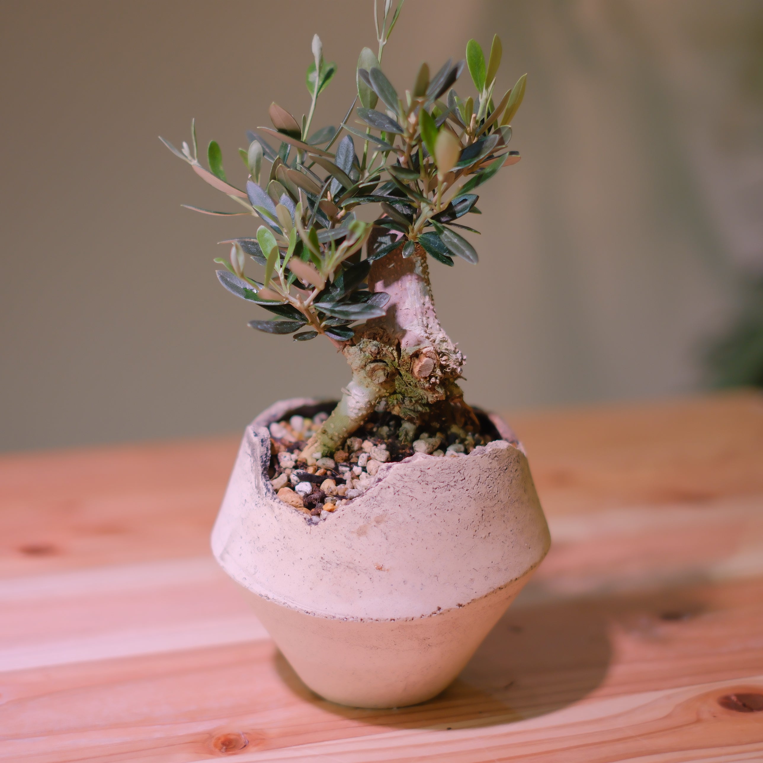 Olive Tree – GORI STORE