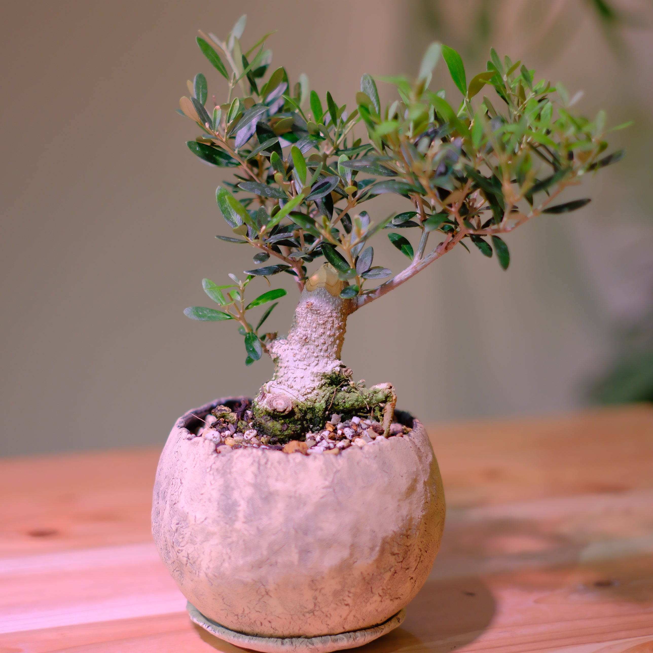 Olive Tree – GORI STORE