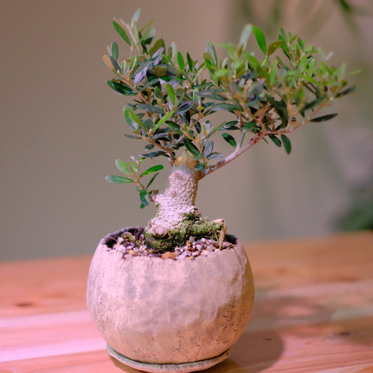 【一点物】オリーブ盆栽 ネバディロブランコ D01｜香川県 創樹（Souju）職人仕立て｜陶器鉢・皿付き【GORI STORE TOKYO】
