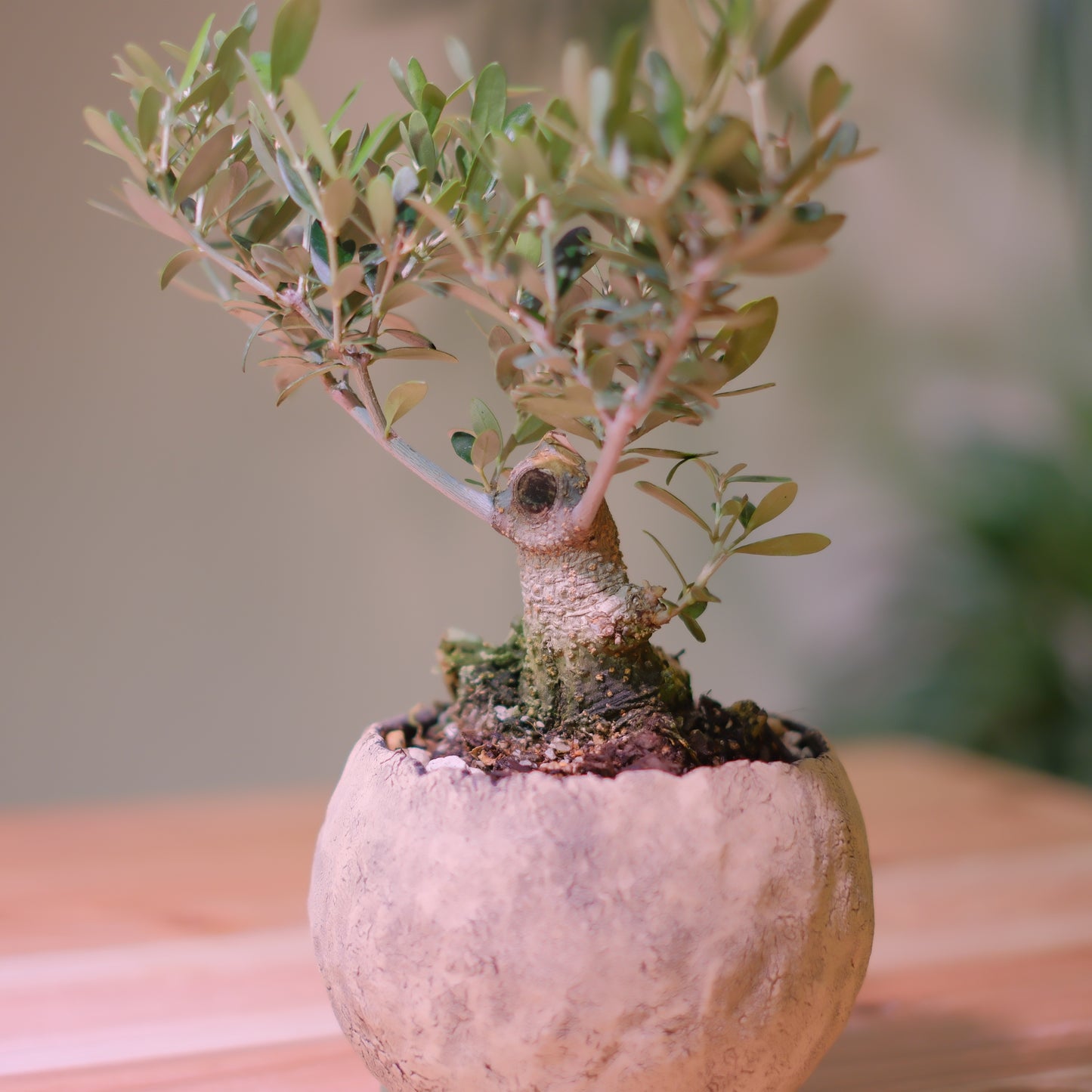 【一点物】オリーブ盆栽 ネバディロブランコ D01｜香川県 創樹（Souju）職人仕立て｜陶器鉢・皿付き【GORI STORE TOKYO】