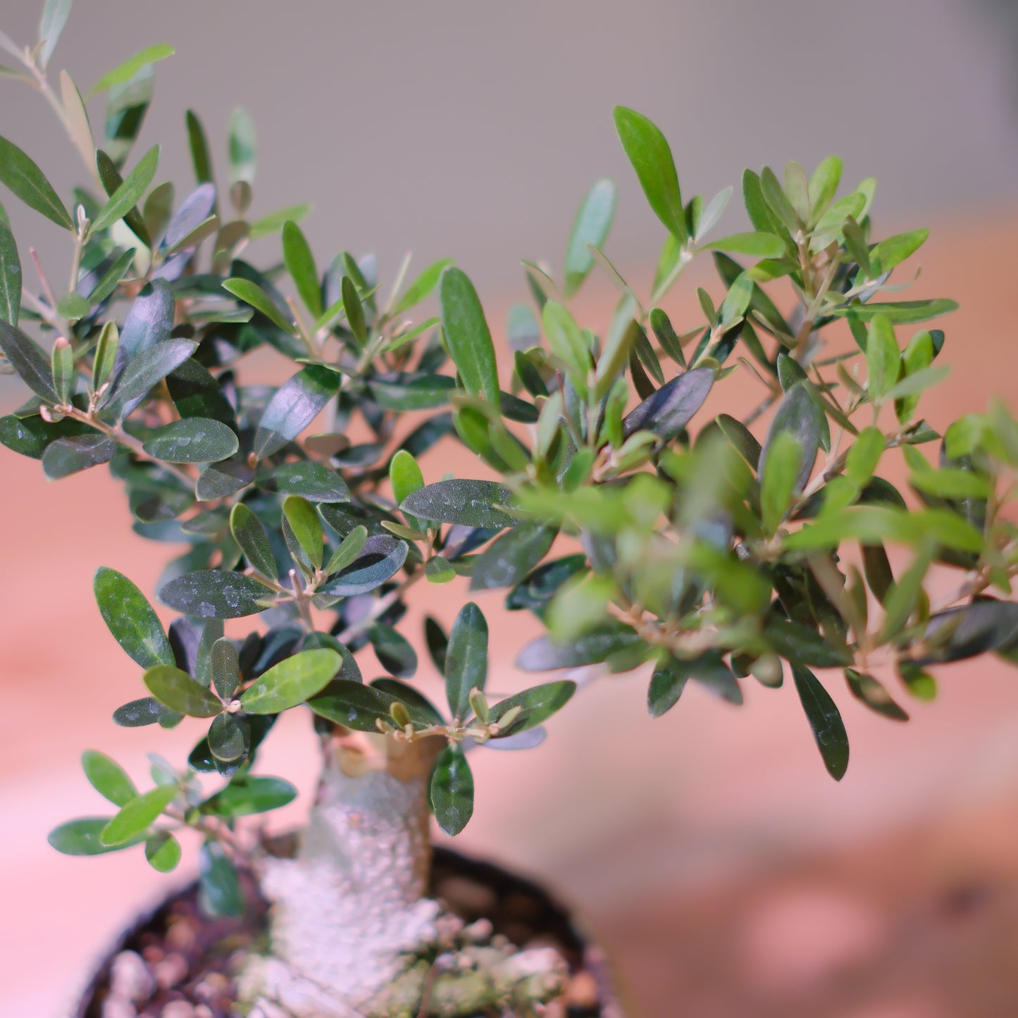 【一点物】オリーブ盆栽 ネバディロブランコ D01｜香川県 創樹（Souju）職人仕立て｜陶器鉢・皿付き【GORI STORE TOKYO】