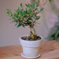 【一点物】オリーブ盆栽 ネバディロブランコ F01｜香川県 創樹（Souju）職人仕立て｜陶器鉢・皿付き【GORI STORE TOKYO】