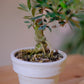 【一点物】オリーブ盆栽 ネバディロブランコ F01｜香川県 創樹（Souju）職人仕立て｜陶器鉢・皿付き【GORI STORE TOKYO】