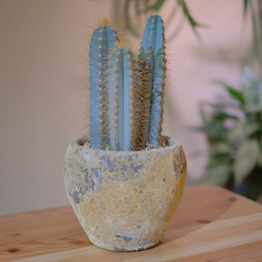 青い柱サボテン アズレウス｜ジュリエットプランター仕立て｜アンティーク陶器鉢・穴あり【GORI STORE TOKYO】