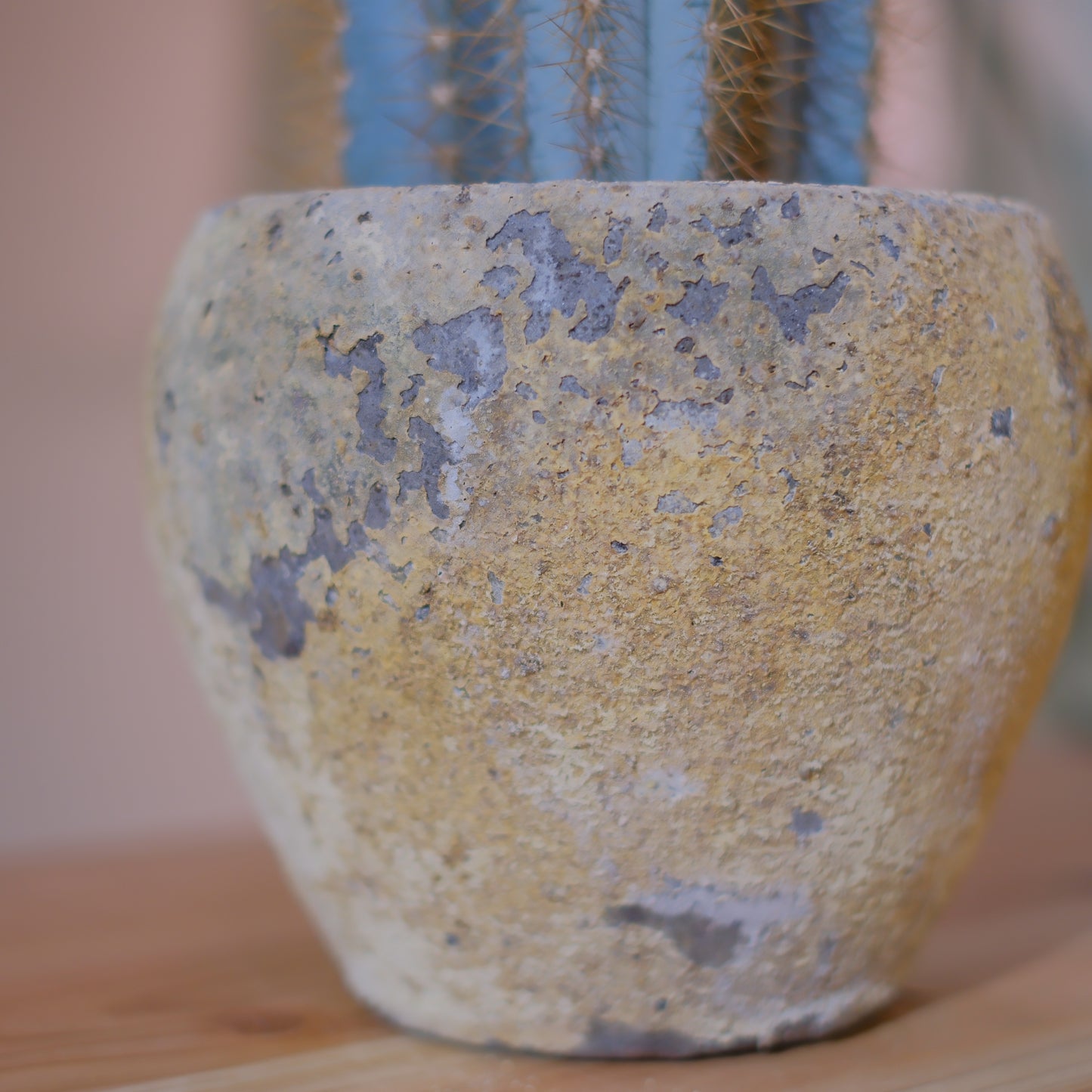 青い柱サボテン アズレウス｜ジュリエットプランター仕立て｜アンティーク陶器鉢・穴あり【GORI STORE TOKYO】