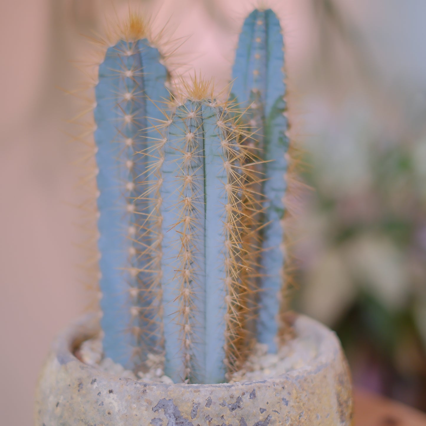 青い柱サボテン アズレウス｜ジュリエットプランター仕立て｜アンティーク陶器鉢・穴あり【GORI STORE TOKYO】