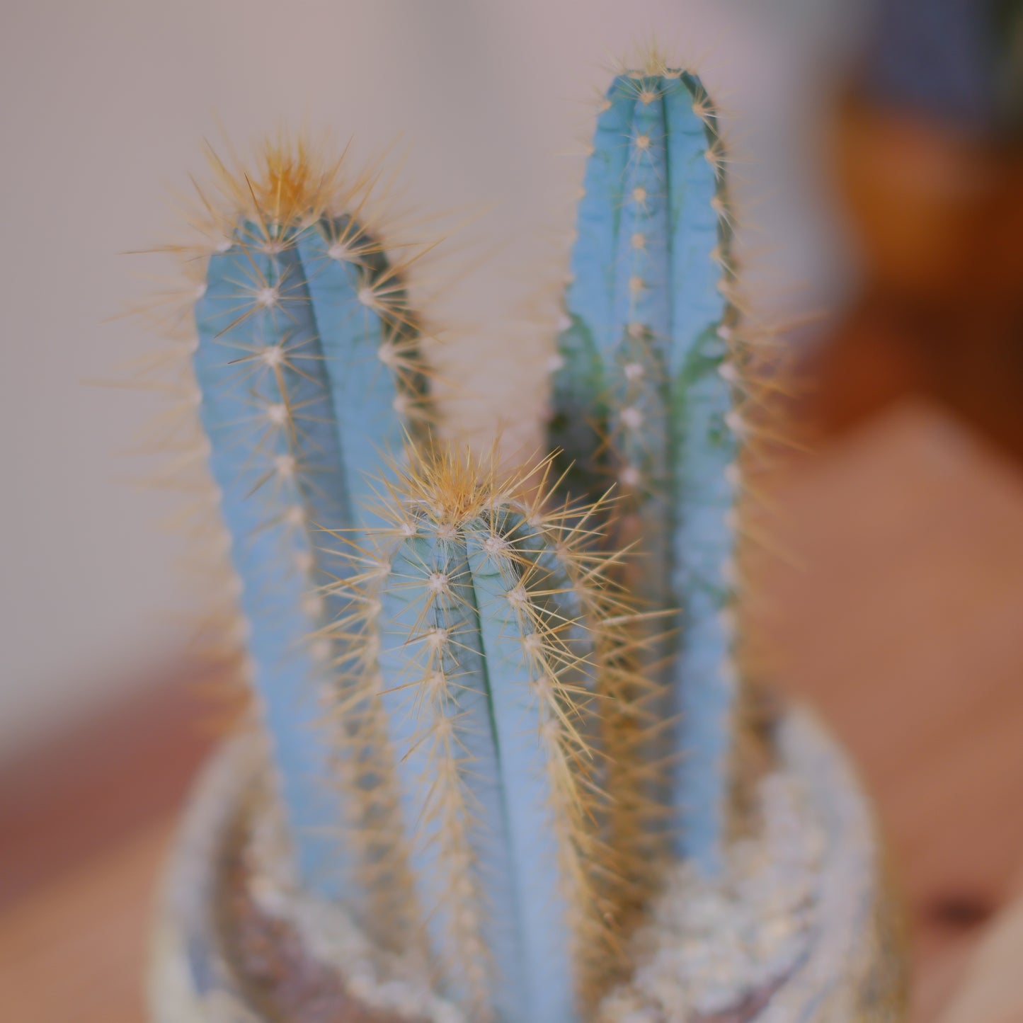 青い柱サボテン アズレウス｜ジュリエットプランター仕立て｜アンティーク陶器鉢・穴あり【GORI STORE TOKYO】