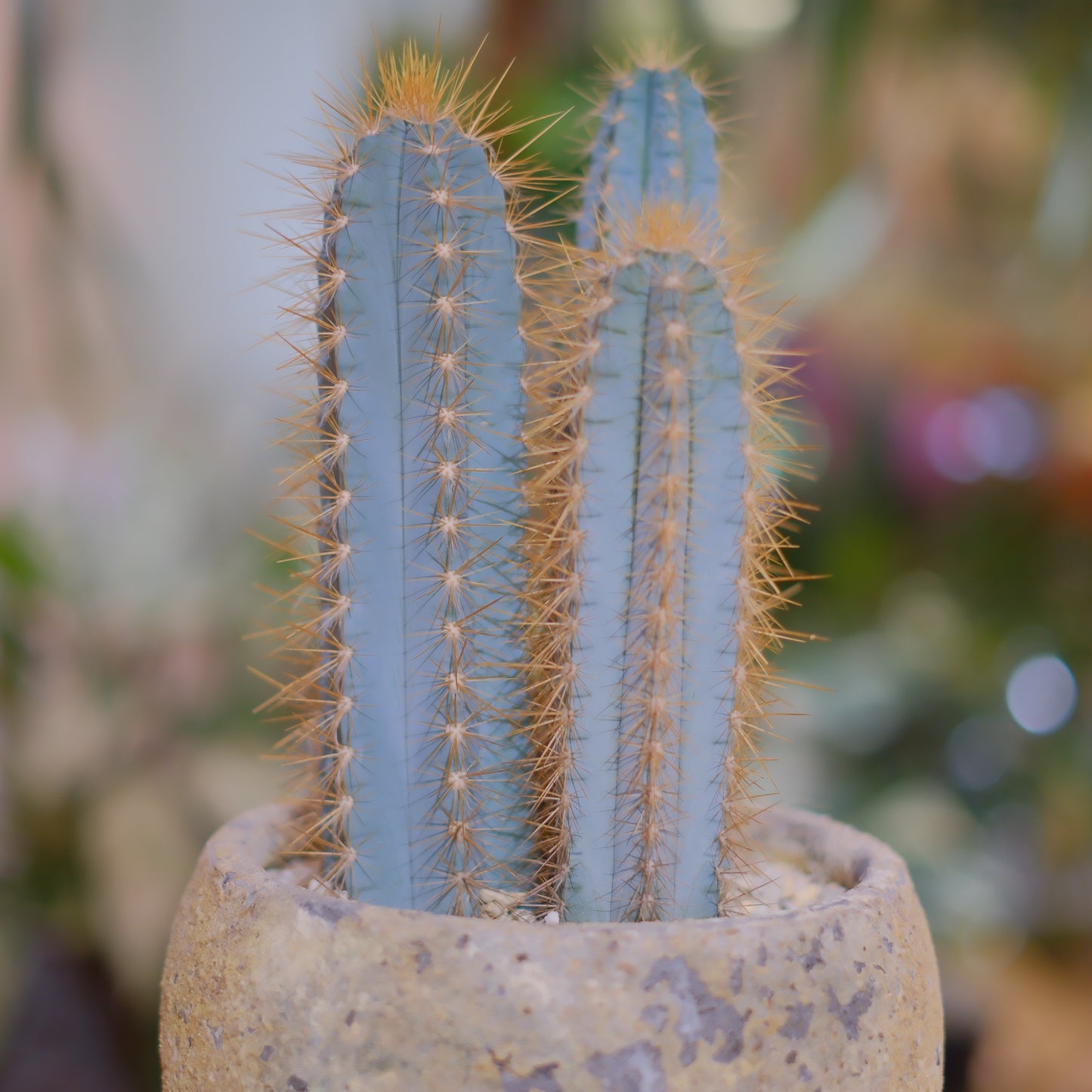 青い柱サボテン アズレウス｜ジュリエットプランター仕立て｜アンティーク陶器鉢・穴あり【GORI STORE TOKYO】