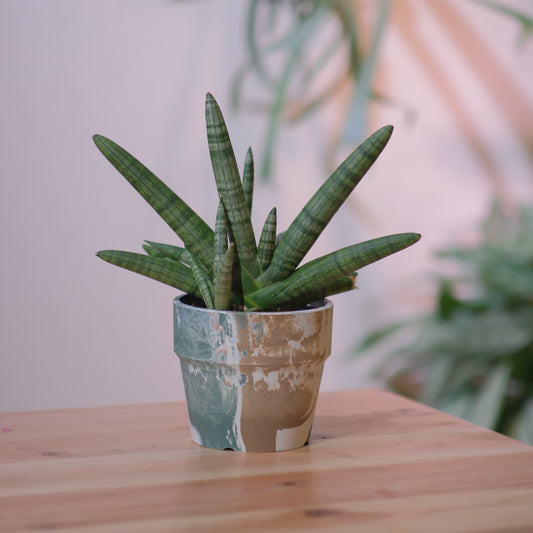 サンスベリア・ボンセレンシス｜希少で太く美しい葉姿の人気観葉植物｜育てやすくおしゃれな室内グリーン【GORI STORE　TOKYO公式】