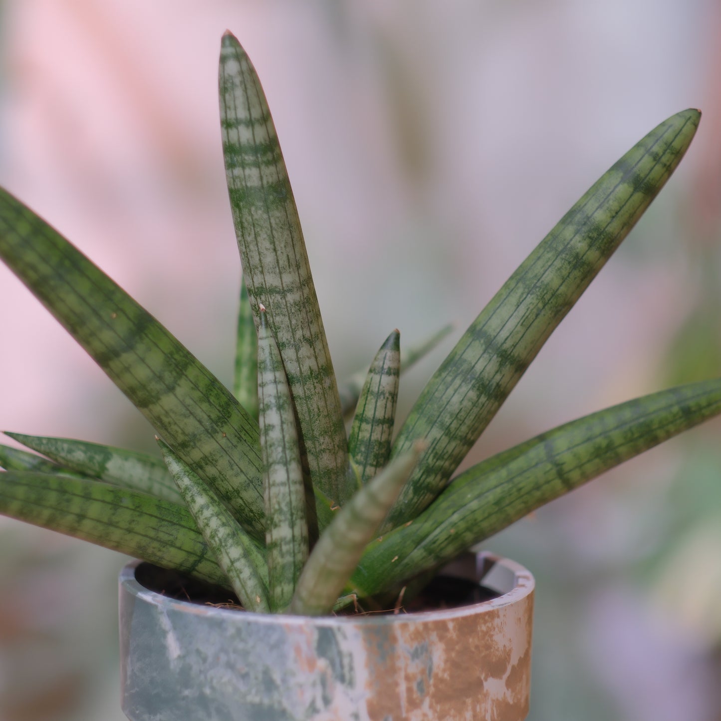 サンスベリア・ボンセレンシス｜希少で太く美しい葉姿の人気観葉植物｜育てやすくおしゃれな室内グリーン【GORI STORE　TOKYO公式】