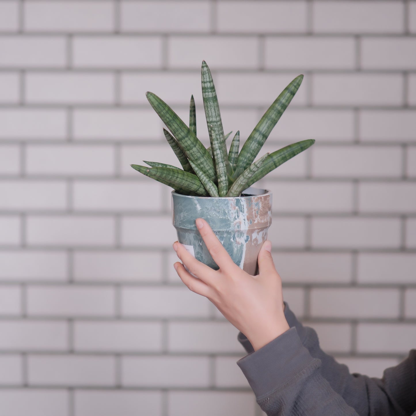 サンスベリア・ボンセレンシス｜希少で太く美しい葉姿の人気観葉植物｜育てやすくおしゃれな室内グリーン【GORI STORE　TOKYO公式】