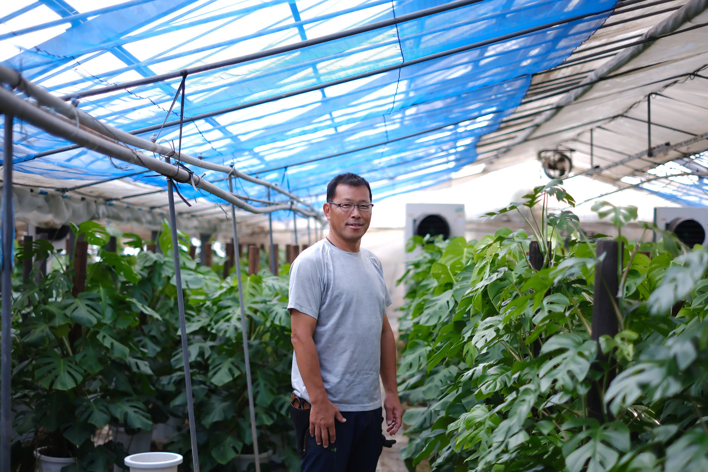 細谷園芸 モンステラ・デリシオーサ 8号｜陶器鉢カバー付き・存在感ある人気観葉植物【GORI STORE　TOKYO公式】