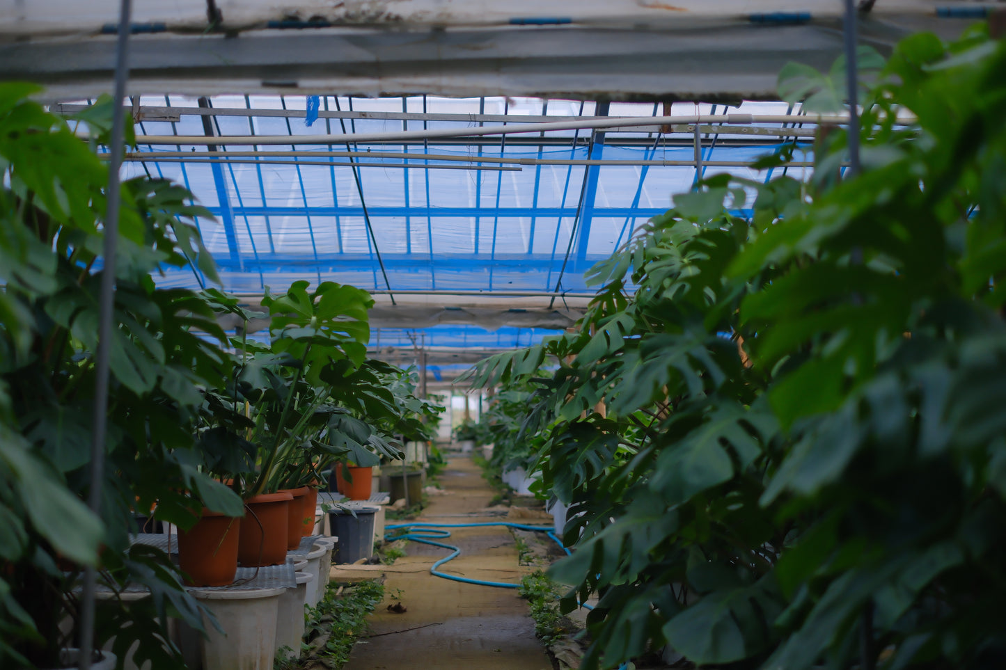 細谷園芸 モンステラ・デリシオーサ 8号｜陶器鉢カバー付き・存在感ある人気観葉植物【GORI STORE　TOKYO公式】