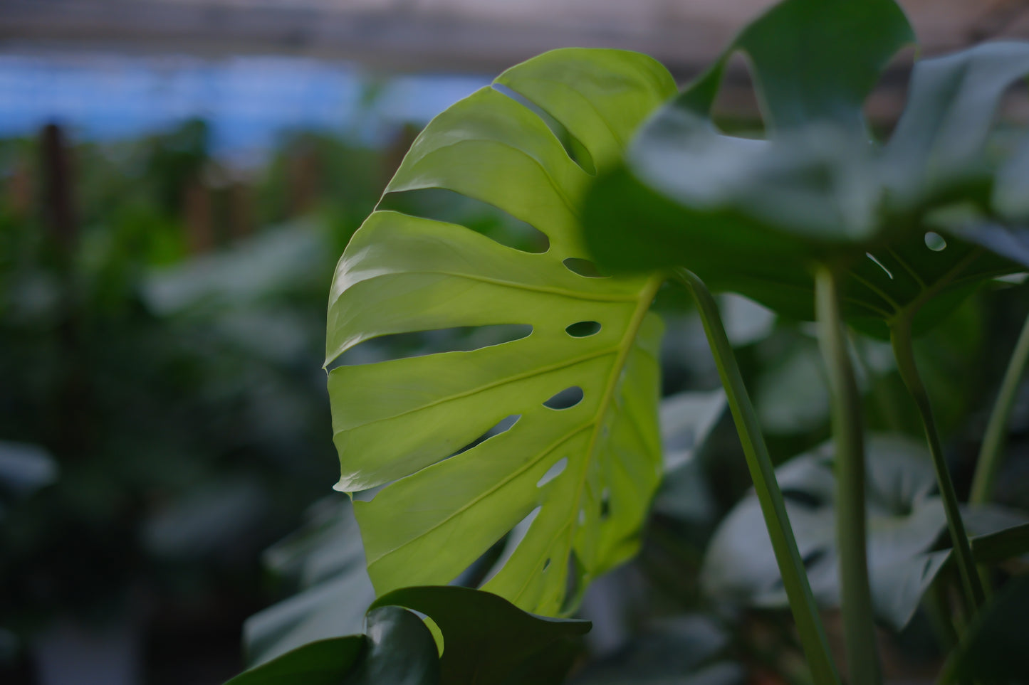 細谷園芸 モンステラ・デリシオーサ 8号｜陶器鉢カバー付き・存在感ある人気観葉植物【GORI STORE　TOKYO公式】