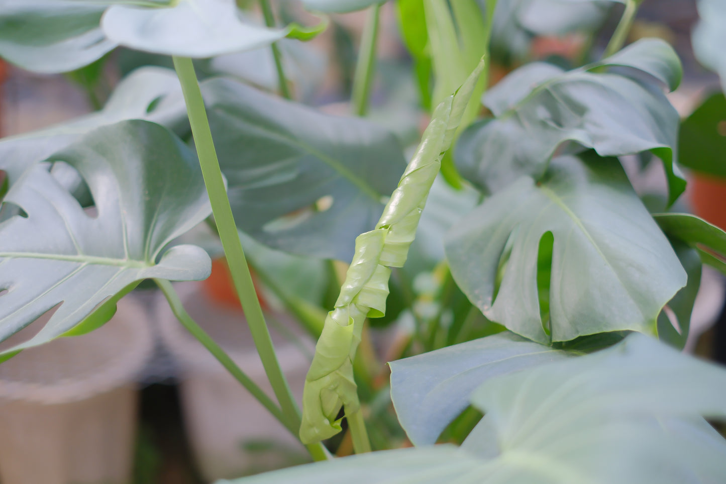 細谷園芸 モンステラ・デリシオーサ 8号｜陶器鉢カバー付き・存在感ある人気観葉植物【GORI STORE　TOKYO公式】