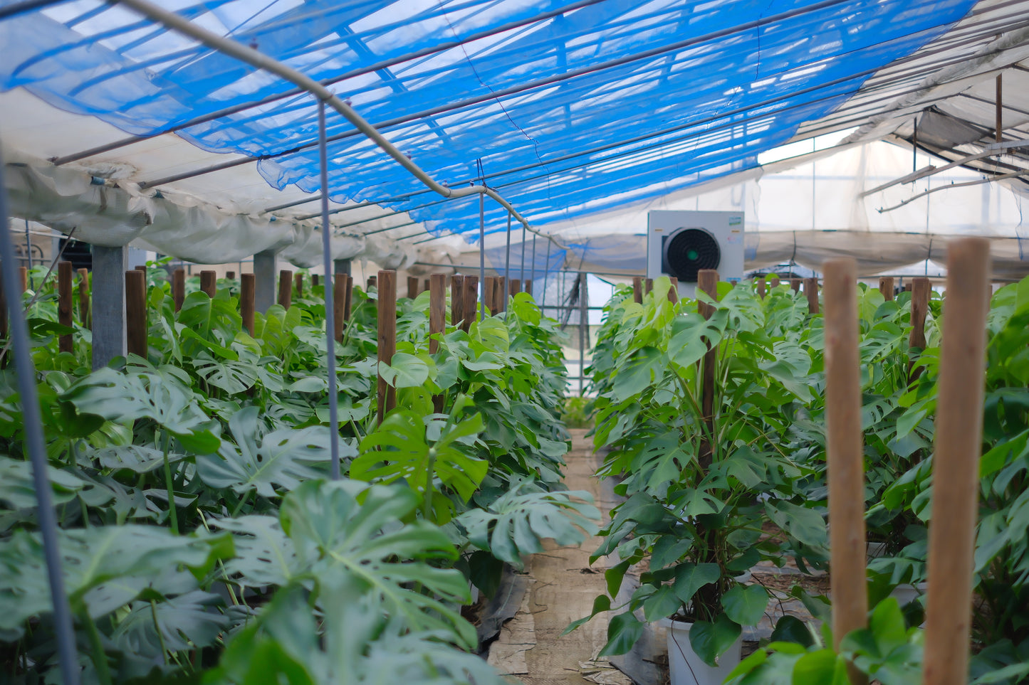 細谷園芸 モンステラ・デリシオーサ 8号｜陶器鉢カバー付き・存在感ある人気観葉植物【GORI STORE　TOKYO公式】