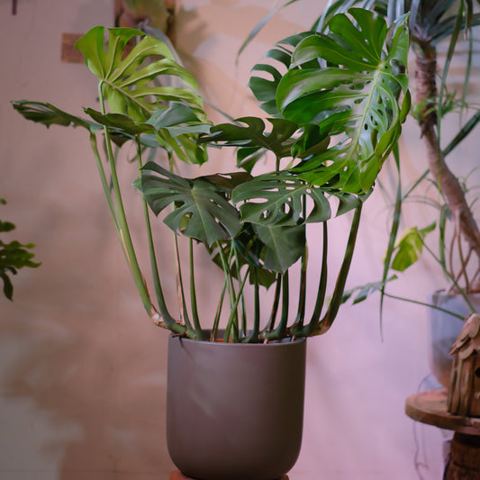 細谷園芸 モンステラ・デリシオーサ 8号｜陶器鉢カバー付き・存在感ある人気観葉植物【GORI STORE　TOKYO公式】