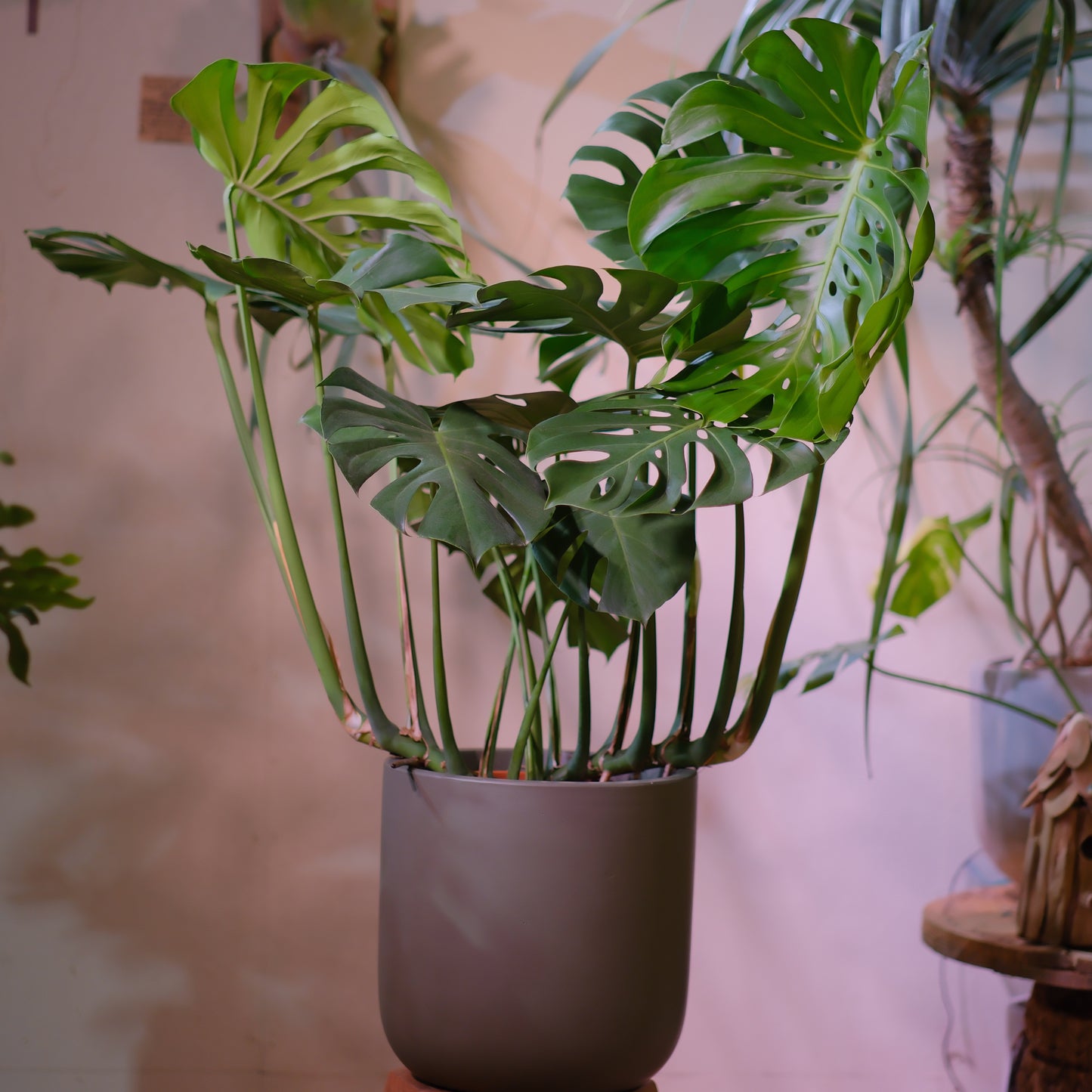 細谷園芸 モンステラ・デリシオーサ 8号｜陶器鉢カバー付き・存在感ある人気観葉植物【GORI STORE　TOKYO公式】