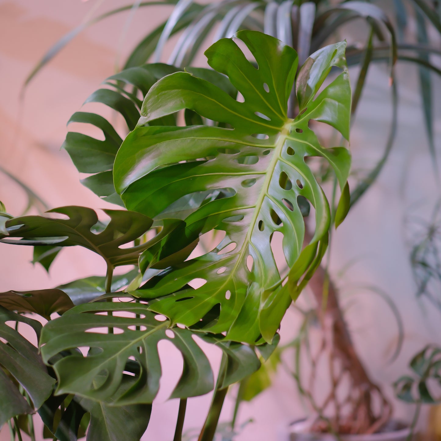 細谷園芸 モンステラ・デリシオーサ 8号｜陶器鉢カバー付き・存在感ある人気観葉植物【GORI STORE　TOKYO公式】