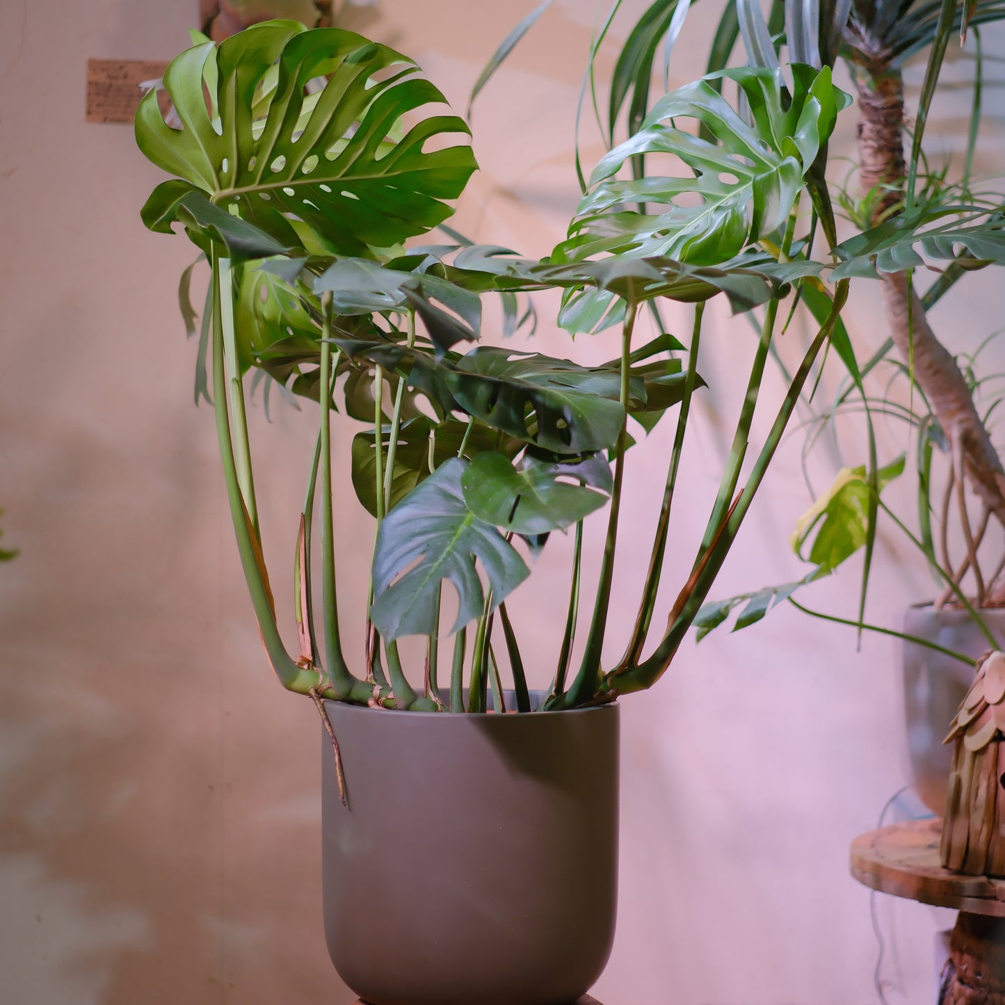 細谷園芸 モンステラ・デリシオーサ 8号｜陶器鉢カバー付き・存在感ある人気観葉植物【GORI STORE　TOKYO公式】