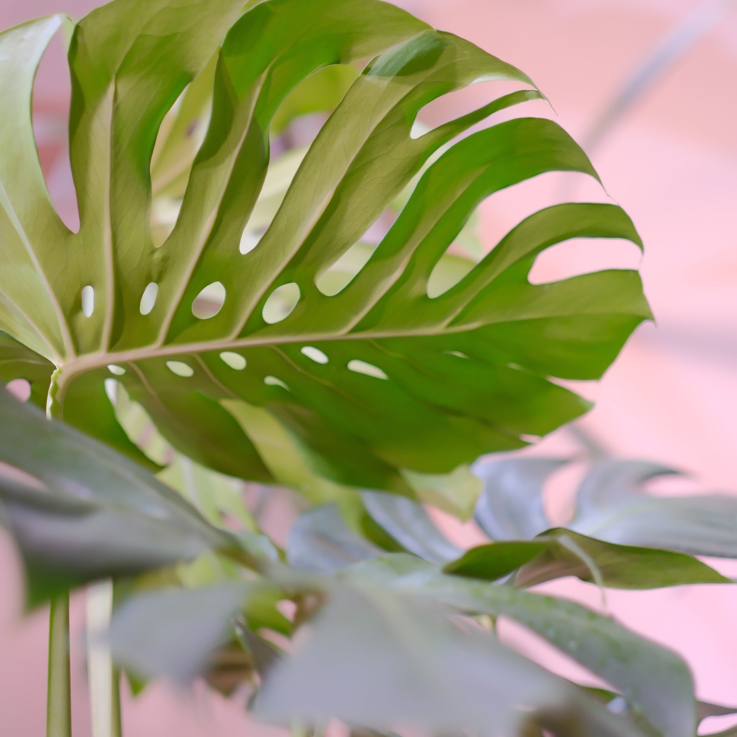 細谷園芸 モンステラ・デリシオーサ 8号｜陶器鉢カバー付き・存在感ある人気観葉植物【GORI STORE　TOKYO公式】