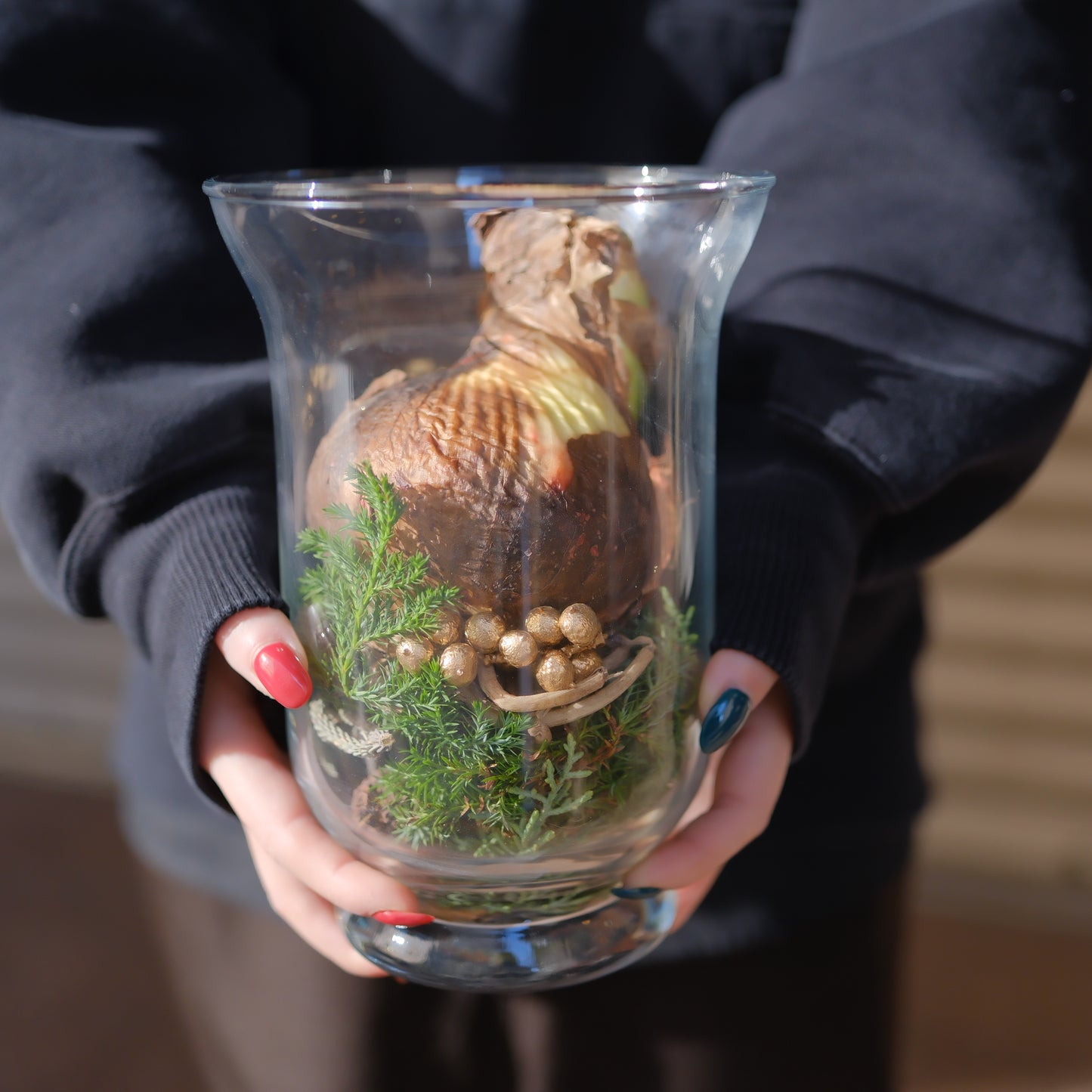 魔法のアマリリス｜水も土も不要で咲く オランダ産ジャンボアマリリス【GORI STORE　TOKYO公式】