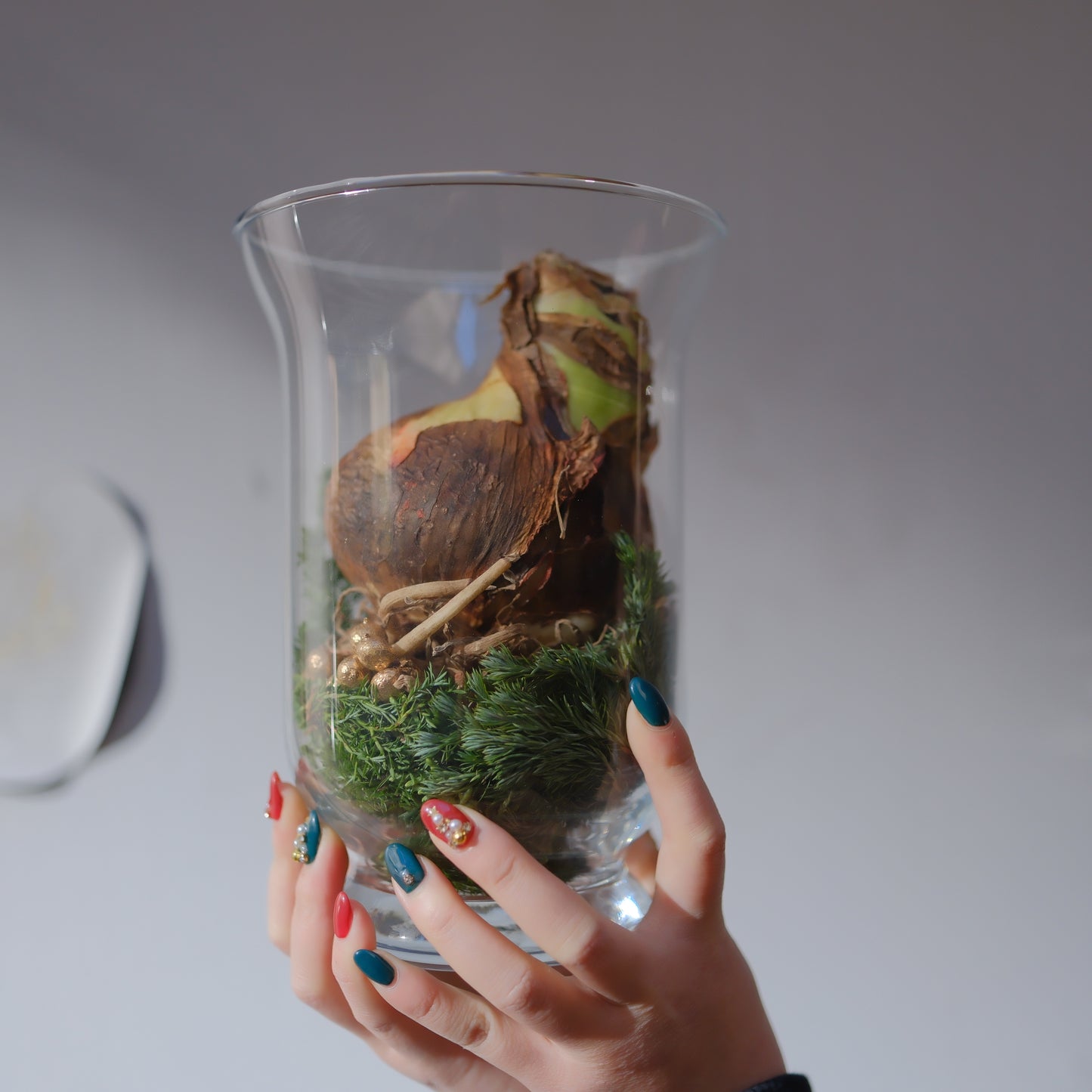 魔法のアマリリス｜水も土も不要で咲く オランダ産ジャンボアマリリス【GORI STORE　TOKYO公式】