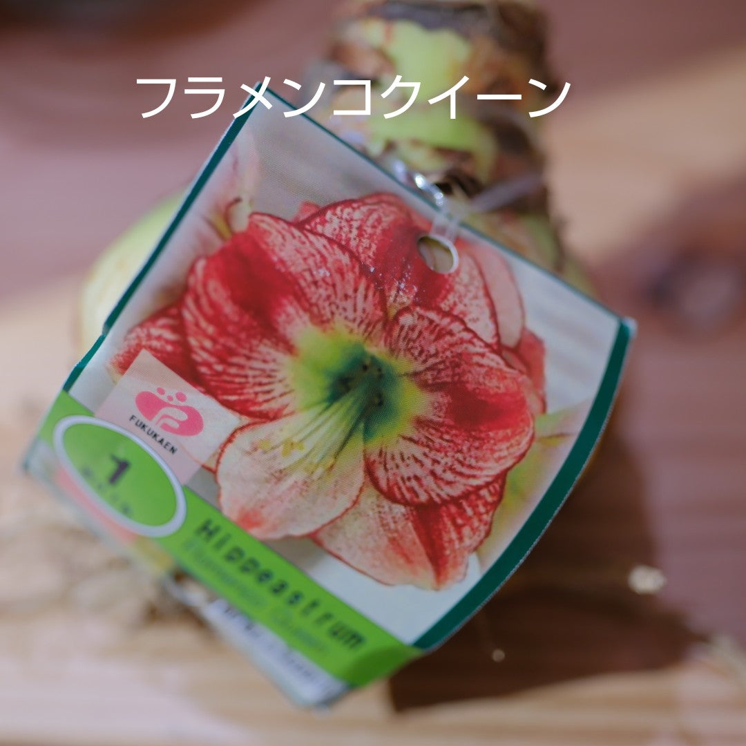 魔法のアマリリス｜水も土も不要で咲く オランダ産ジャンボアマリリス【GORI STORE　TOKYO公式】