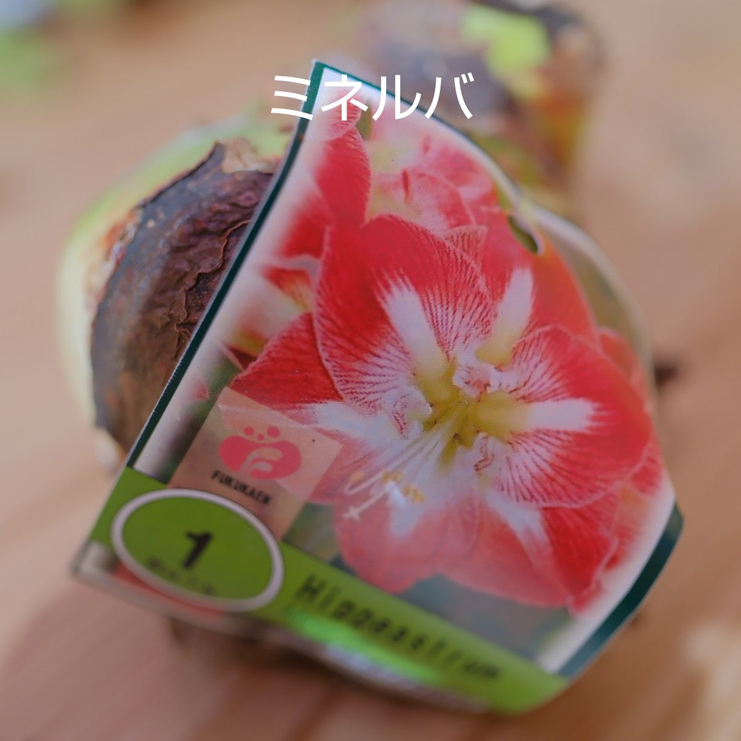 魔法のアマリリス｜水も土も不要で咲く オランダ産ジャンボアマリリス【GORI STORE　TOKYO公式】