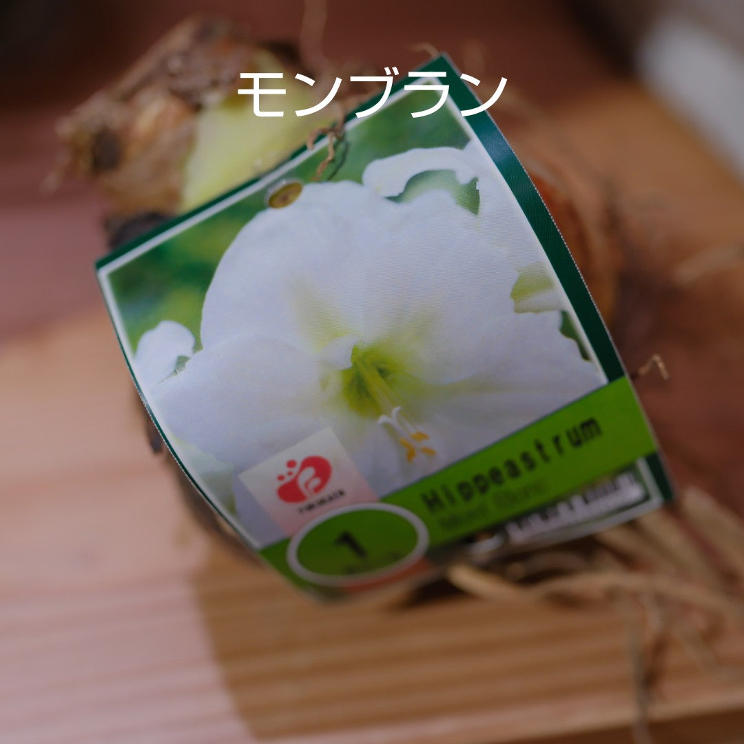 魔法のアマリリス｜水も土も不要で咲く オランダ産ジャンボアマリリス【GORI STORE　TOKYO公式】