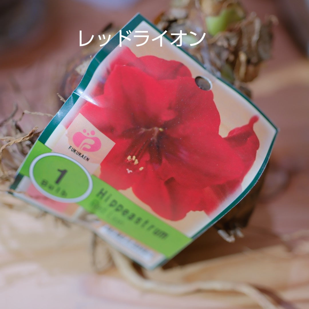 魔法のアマリリス｜水も土も不要で咲く オランダ産ジャンボアマリリス【GORI STORE　TOKYO公式】