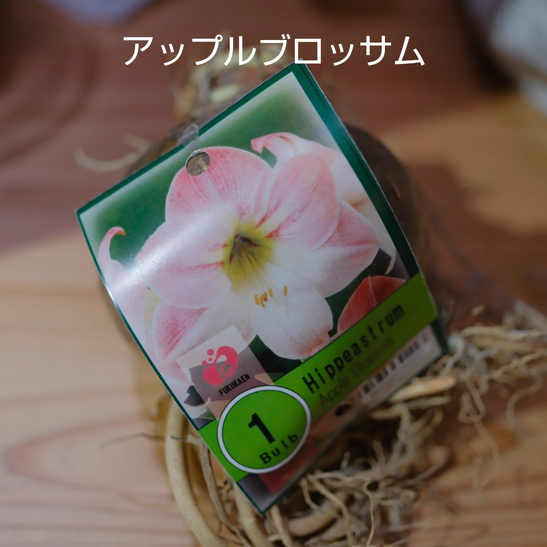 魔法のアマリリス｜水も土も不要で咲く オランダ産ジャンボアマリリス【GORI STORE　TOKYO公式】