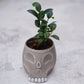 【skull terracotta ガジュマル】スカル鉢 観葉植物｜ガジュマル 鉢植え｜テラコッタ鉢・インテリアグリーン【GORI STORE　TOKYO公式】