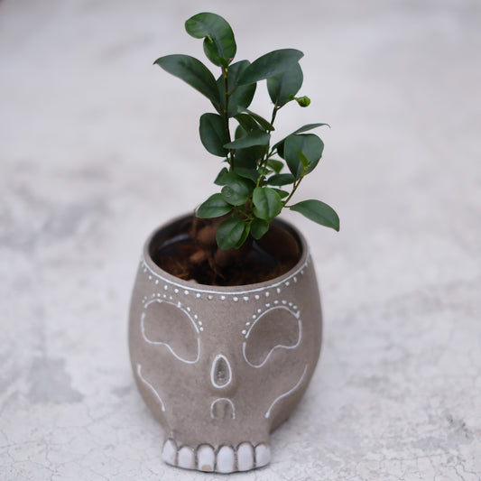 【skull terracotta ガジュマル】スカル鉢 観葉植物｜ガジュマル 鉢植え｜テラコッタ鉢・インテリアグリーン【GORI STORE　TOKYO公式】