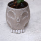 【skull terracotta ガジュマル】スカル鉢 観葉植物｜ガジュマル 鉢植え｜テラコッタ鉢・インテリアグリーン【GORI STORE　TOKYO公式】