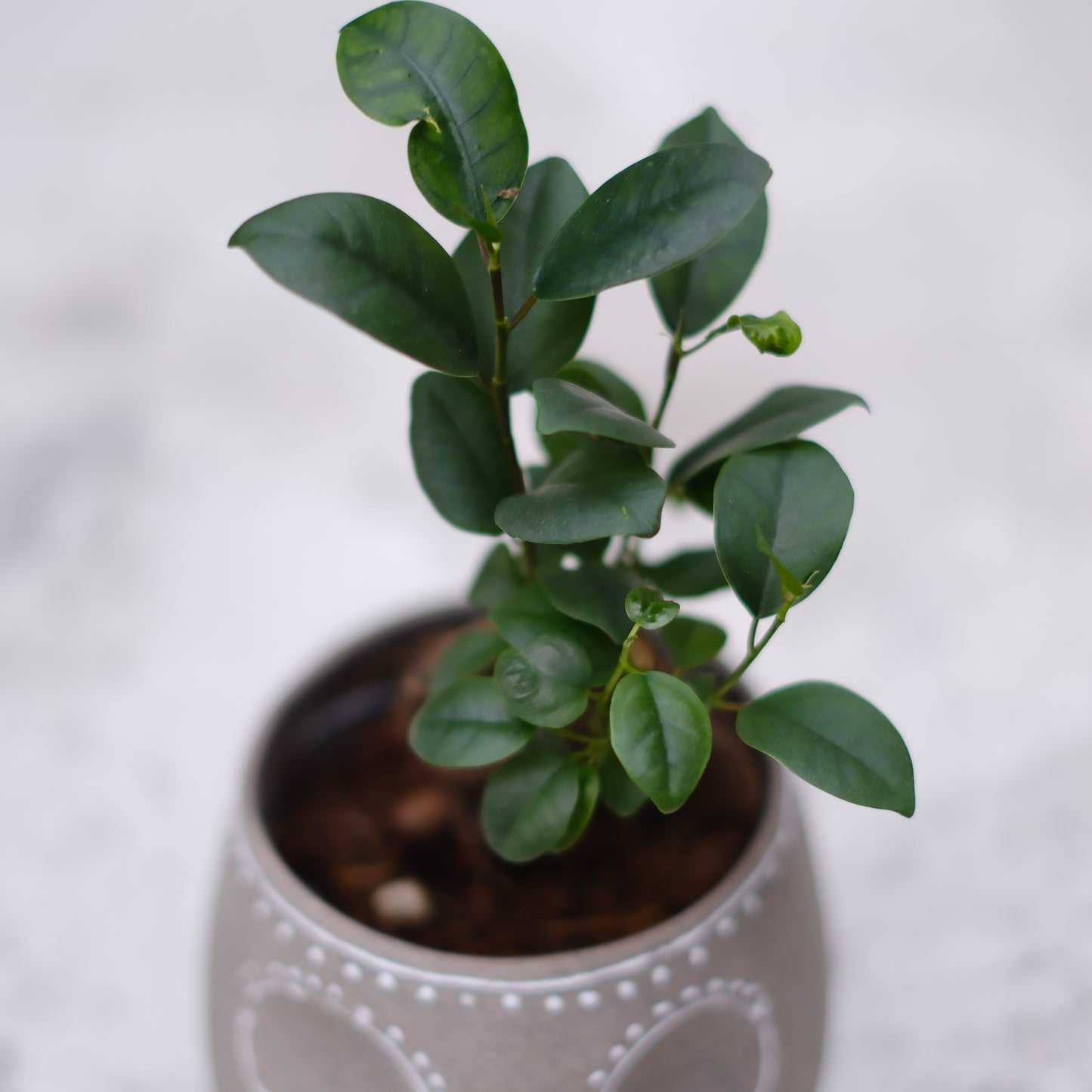 【skull terracotta ガジュマル】スカル鉢 観葉植物｜ガジュマル 鉢植え｜テラコッタ鉢・インテリアグリーン【GORI STORE　TOKYO公式】