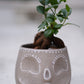 【skull terracotta ガジュマル】スカル鉢 観葉植物｜ガジュマル 鉢植え｜テラコッタ鉢・インテリアグリーン【GORI STORE　TOKYO公式】