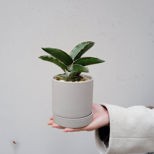 サンスベリア サムライドワーフ｜無骨で美しいロゼット型観葉植物