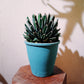 アガベ 笹乃雪（ササノユキ） Agave victoriae-reginae × Agave potatorum｜Domani Axel Light Blue
