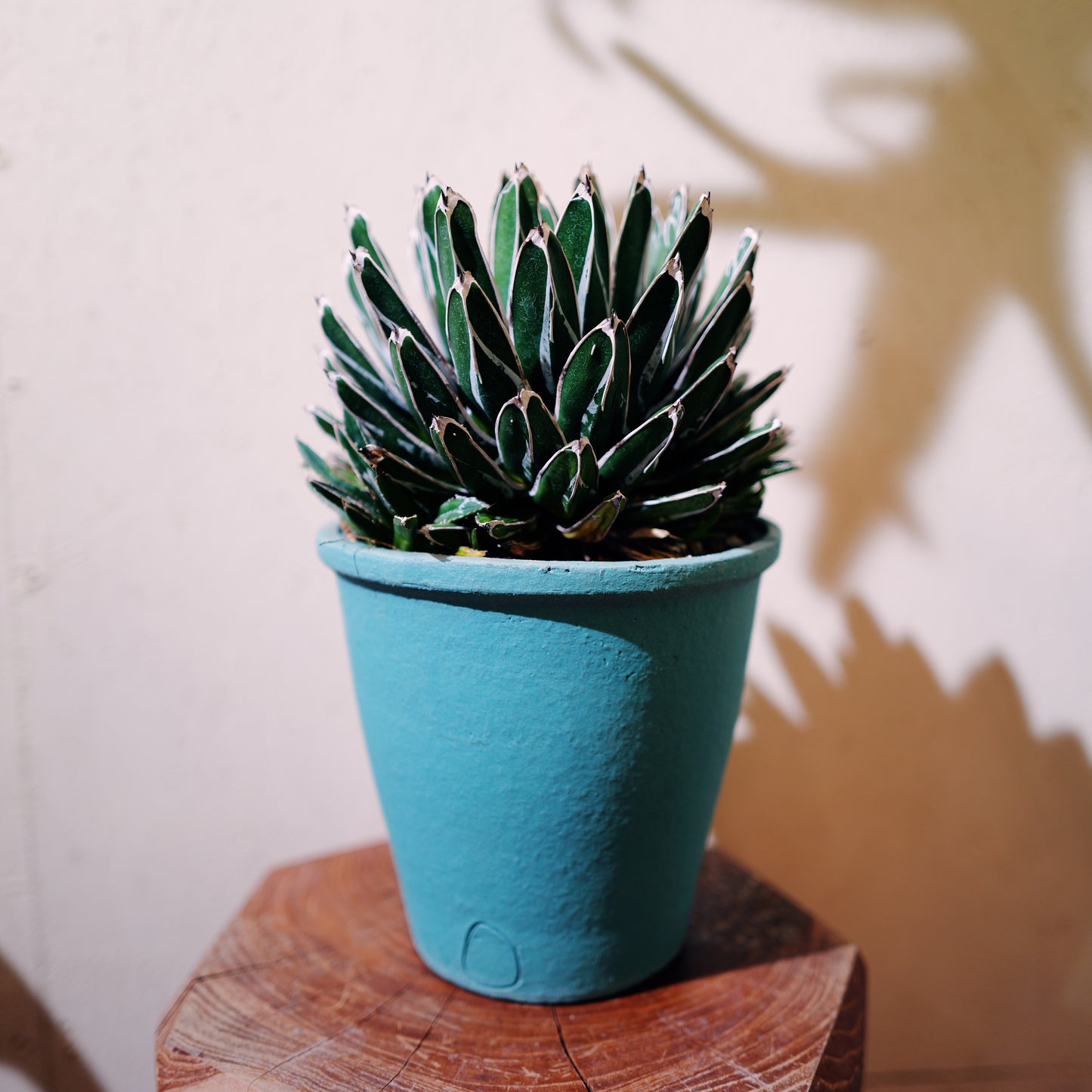 アガベ 笹乃雪（ササノユキ） Agave victoriae-reginae × Agave potatorum｜Domani Axel Light Blue