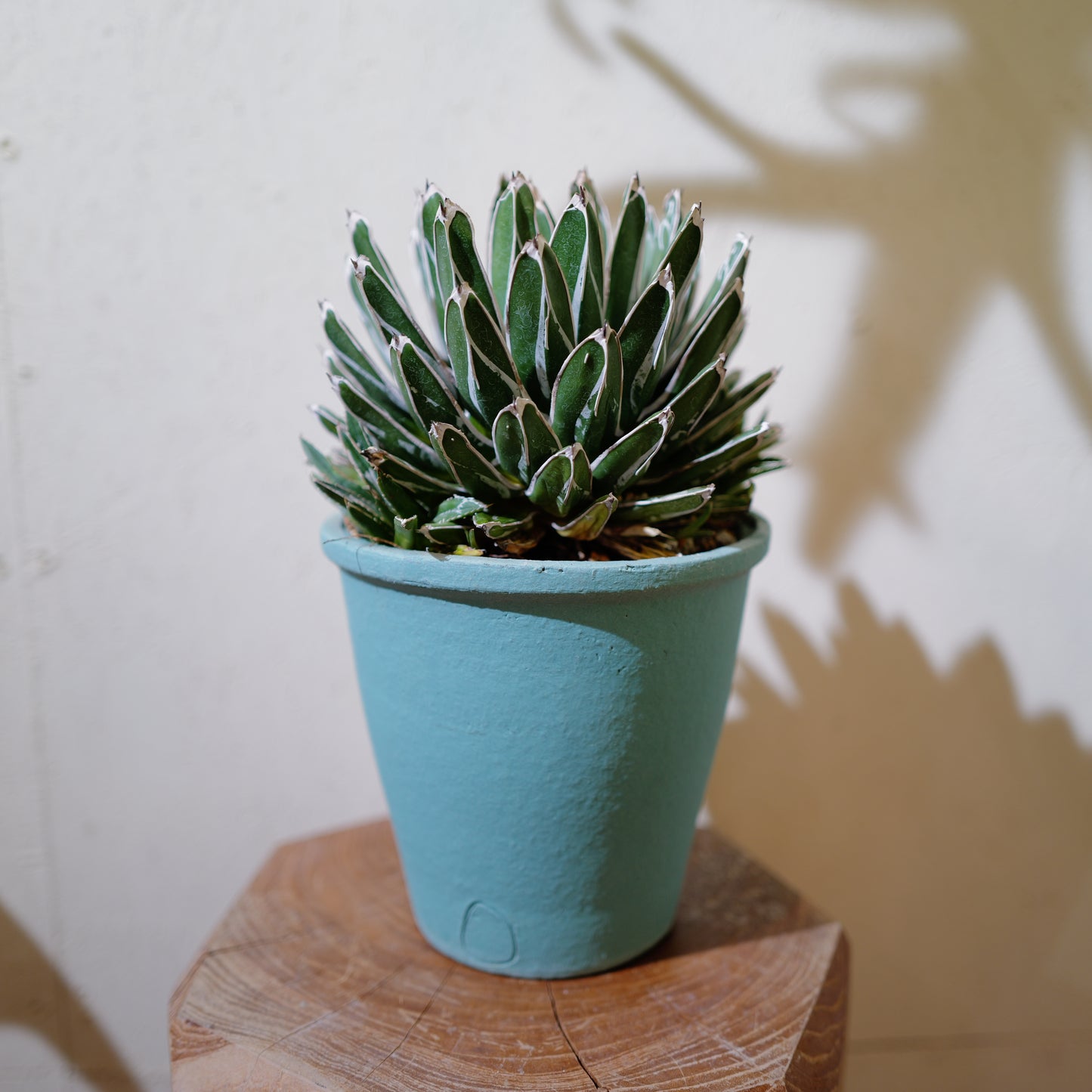 アガベ 笹乃雪（ササノユキ） Agave victoriae-reginae × Agave potatorum｜Domani Axel Light Blue