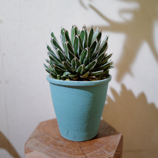 アガベ 笹乃雪（ササノユキ） Agave victoriae-reginae × Agave potatorum｜Domani Axel Light Blue