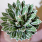 アガベ 笹乃雪（ササノユキ） Agave victoriae-reginae × Agave potatorum｜Domani Axel Light Blue