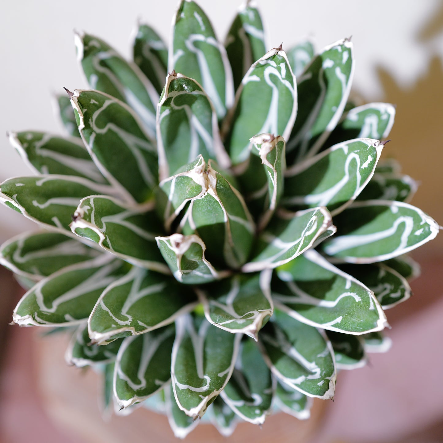 アガベ 笹乃雪（ササノユキ） Agave victoriae-reginae × Agave potatorum｜Domani Axel Light Blue