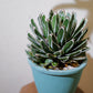 アガベ 笹乃雪（ササノユキ） Agave victoriae-reginae × Agave potatorum｜Domani Axel Light Blue