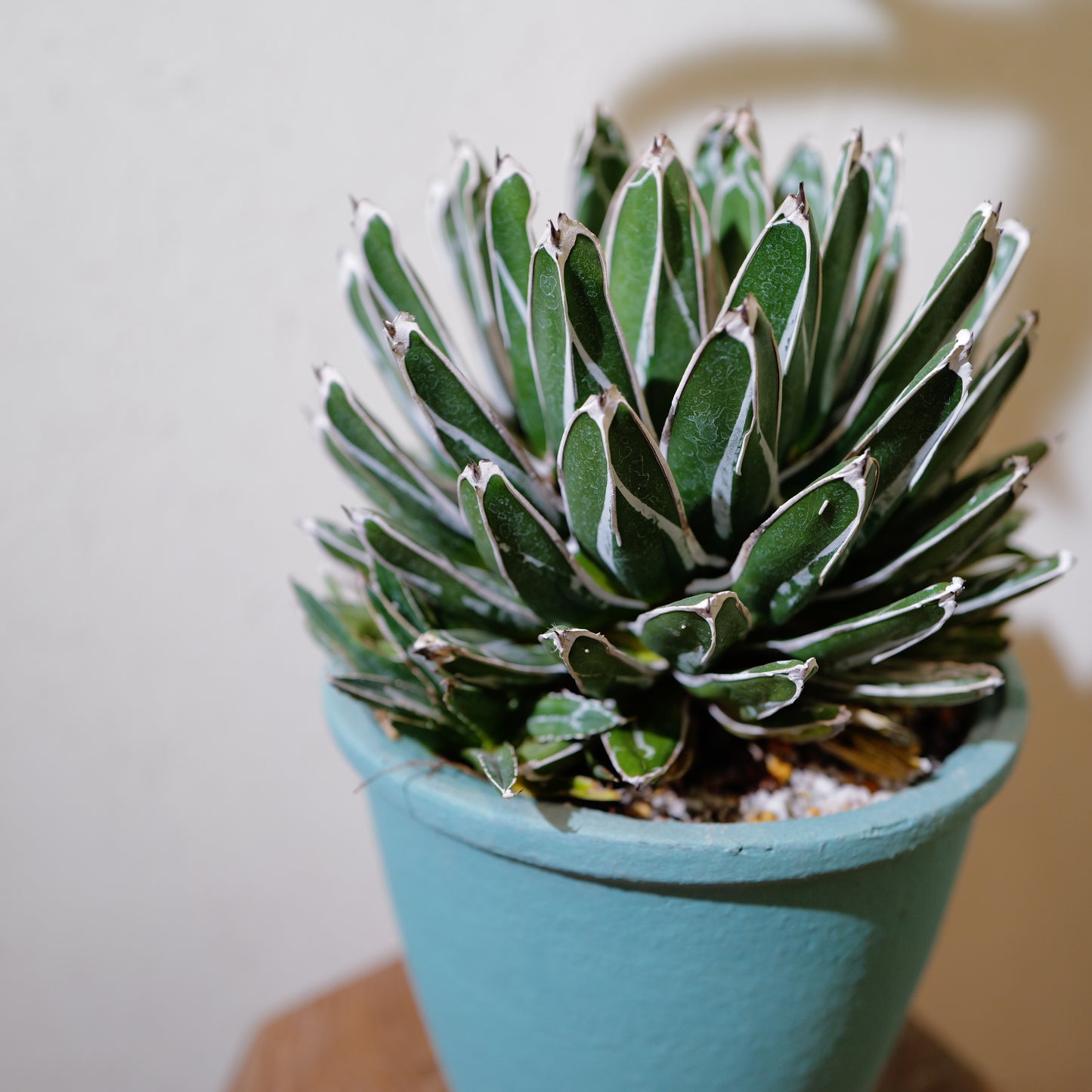 アガベ 笹乃雪（ササノユキ） Agave victoriae-reginae × Agave potatorum｜Domani Axel Light Blue