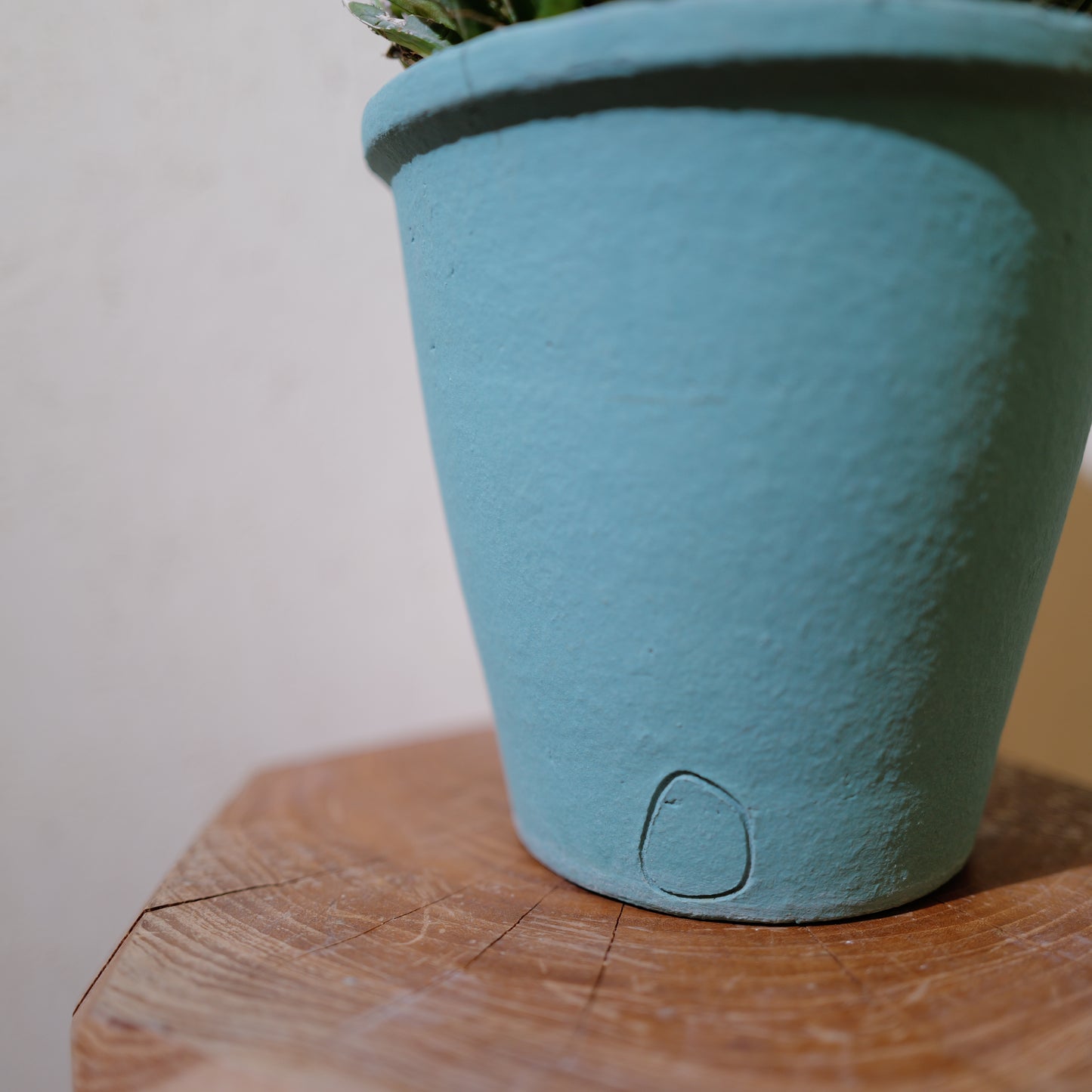 アガベ 笹乃雪（ササノユキ） Agave victoriae-reginae × Agave potatorum｜Domani Axel Light Blue