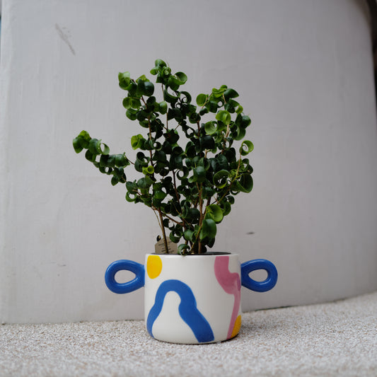 【数量限定】フィカス・ベンジャミン・バロック × QUE RICOポットセット｜高さ約38cm｜くるくる葉の個性派インテリアグリーン