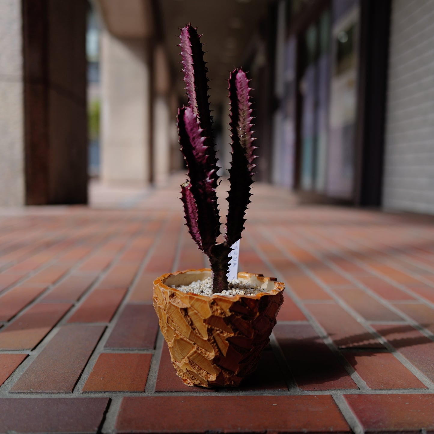 【一点物】ユーフォルビア 紅彩雲閣 ルブラ｜赤紫ボディ×オレンジ陶器鉢｜Euphorbia trigona "Rubra"｜高さ約37cm