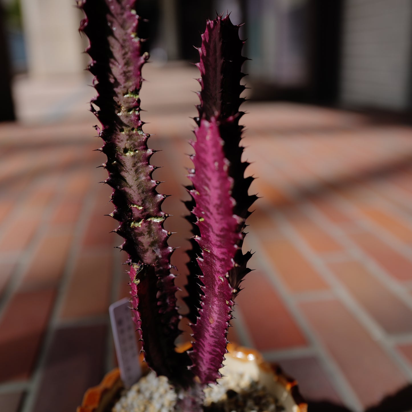 【一点物】ユーフォルビア 紅彩雲閣 ルブラ｜赤紫ボディ×オレンジ陶器鉢｜Euphorbia trigona "Rubra"｜高さ約37cm